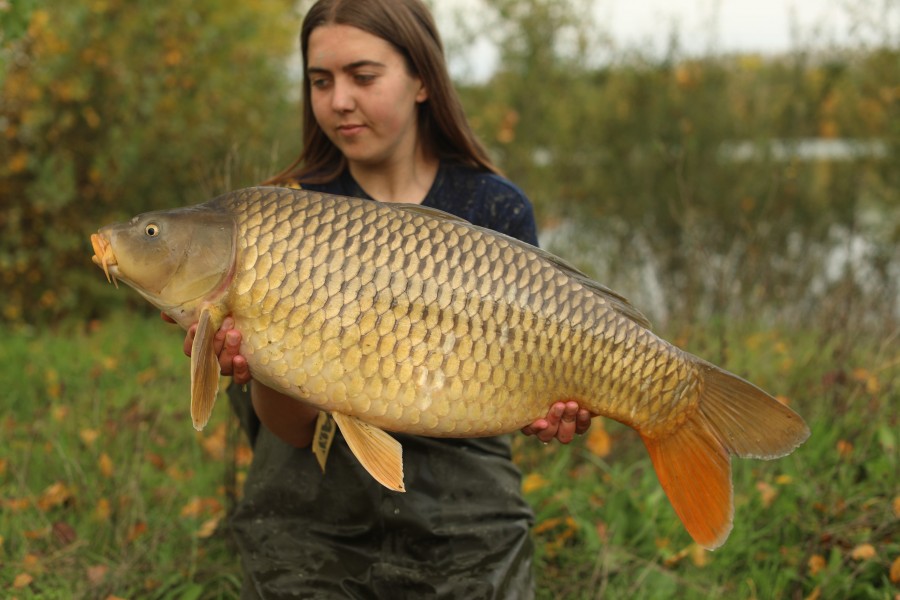 22lb