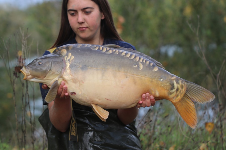20lb