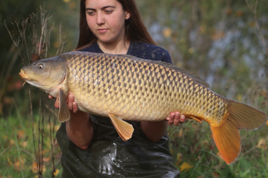 20lb