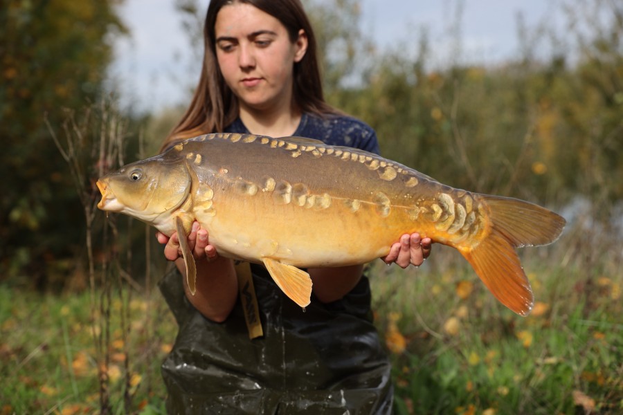 15lb 8oz