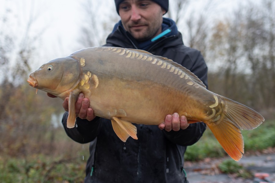 13lb