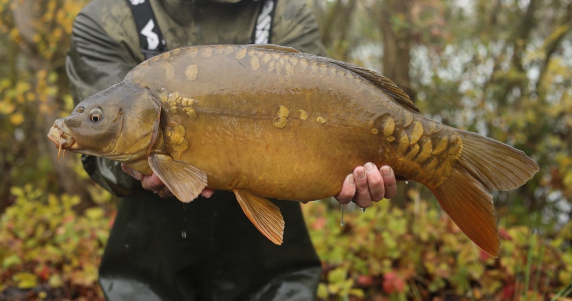 11lb 14oz
