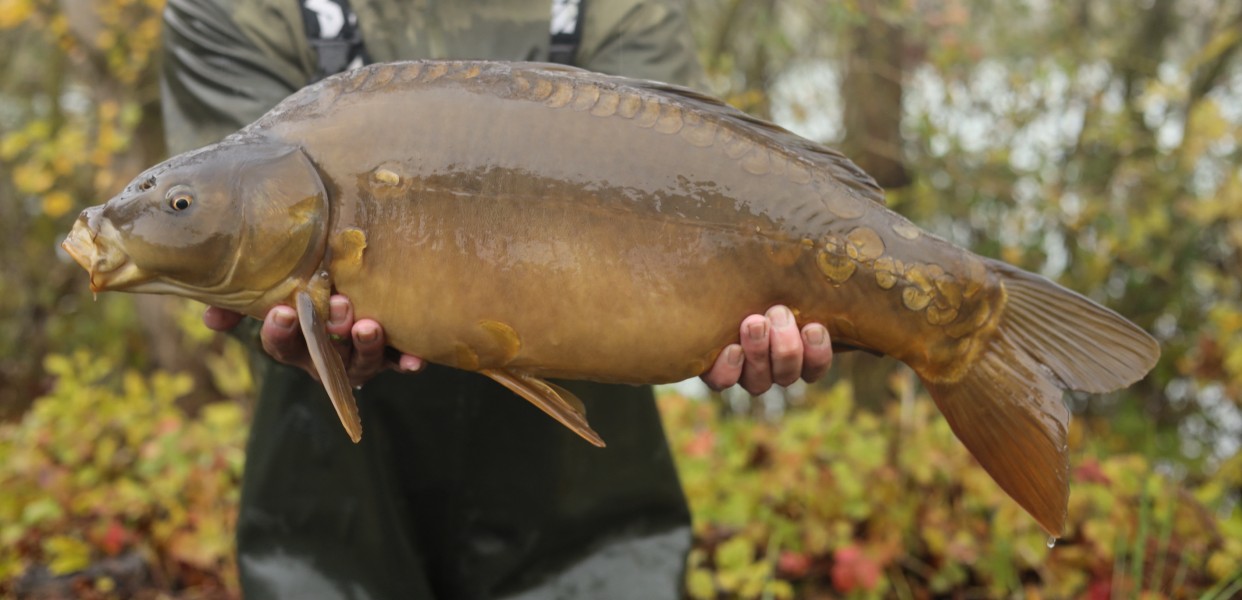 13lb 8oz