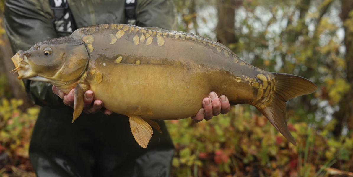 12lb 2023