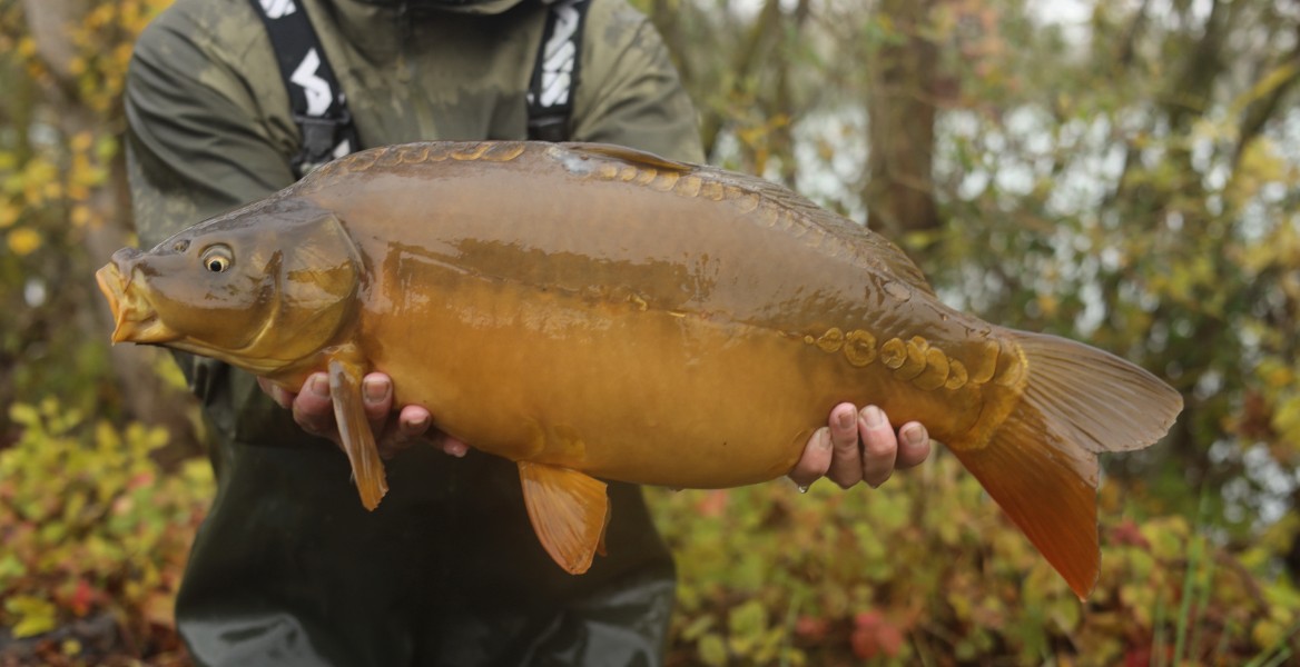 13lb 10oz