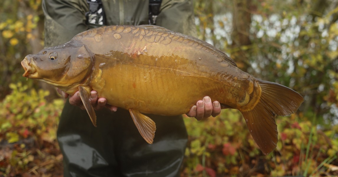 12lb 6oz