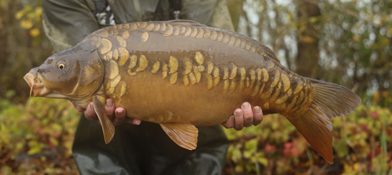 12lb 6oz