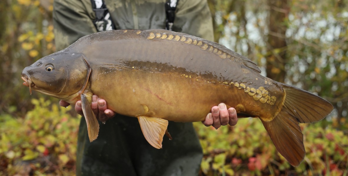 14lb 11oz
