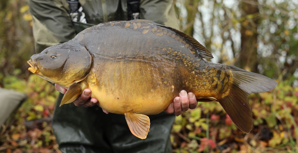 11lb 11oz