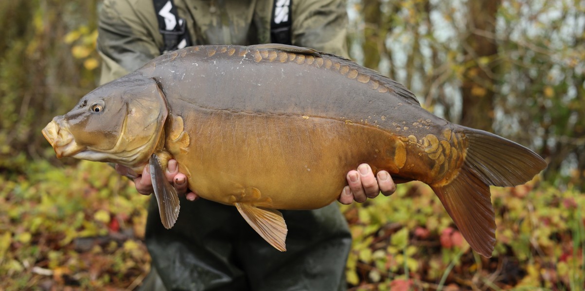 15lb 11oz
