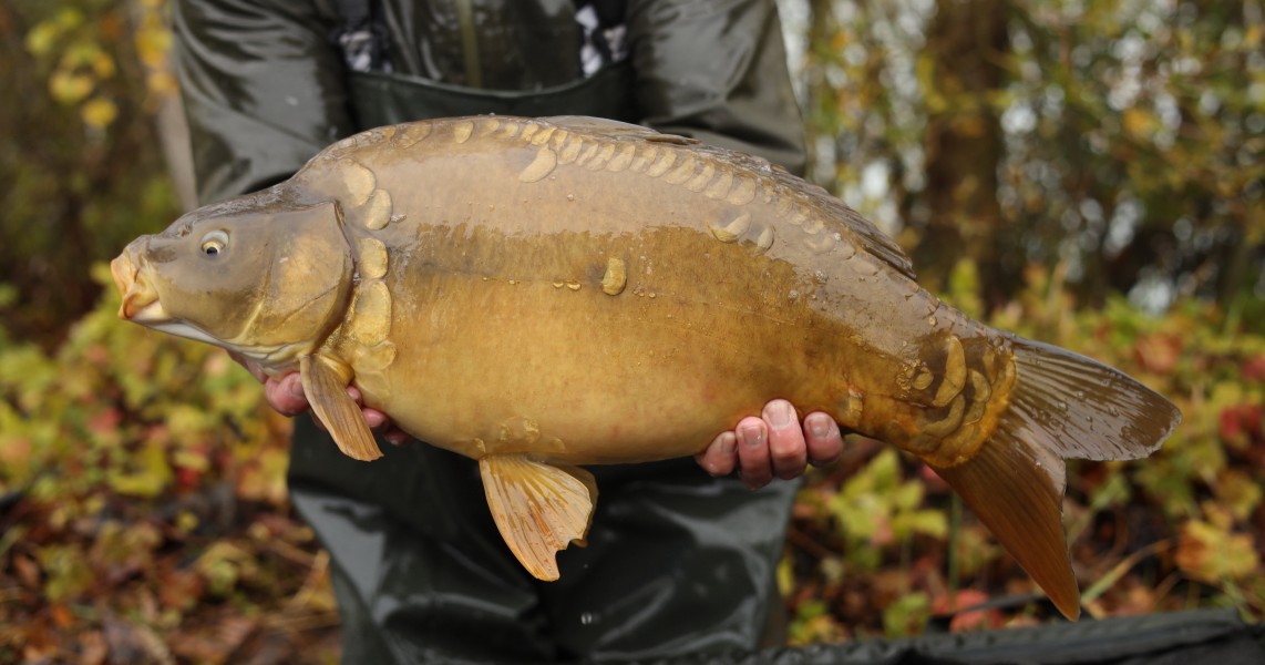10lb 8oz