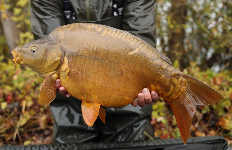 12lb 2oz