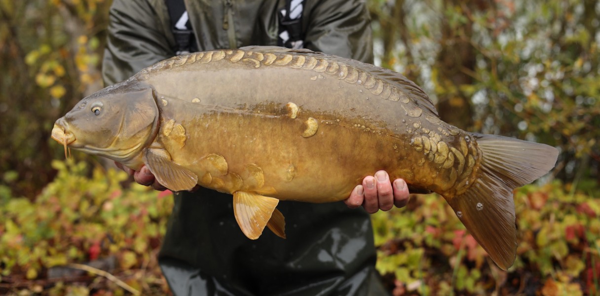 13lb 9oz