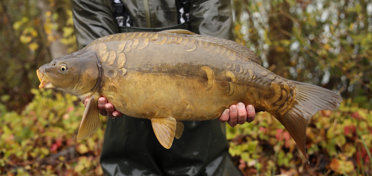 14lb 6oz
