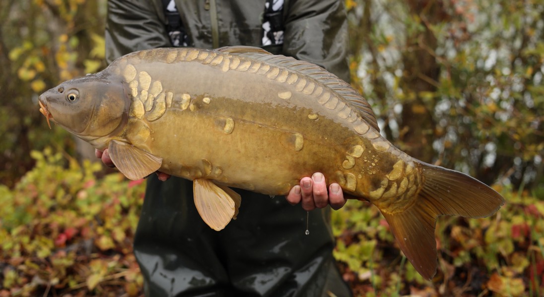 13lb 10oz