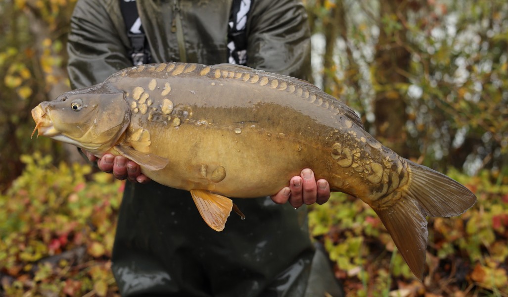 11lb 7oz