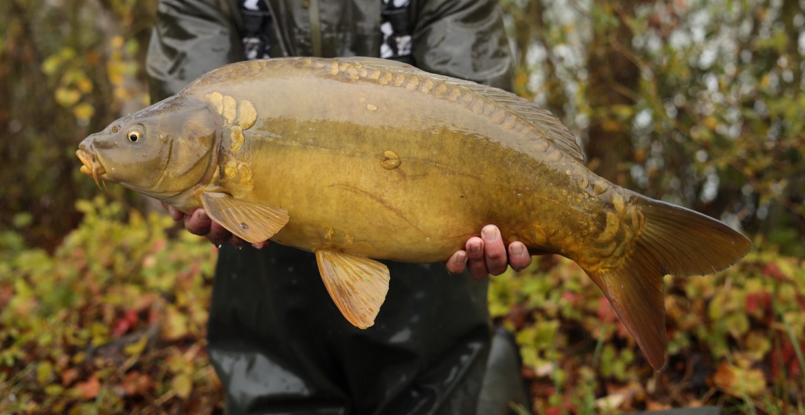 12lb 10oz