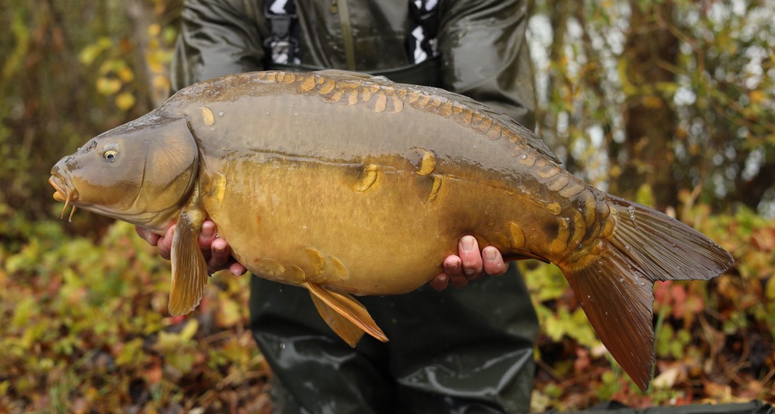 15lb 15oz