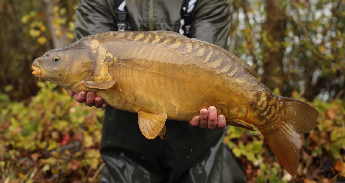13lb 4oz