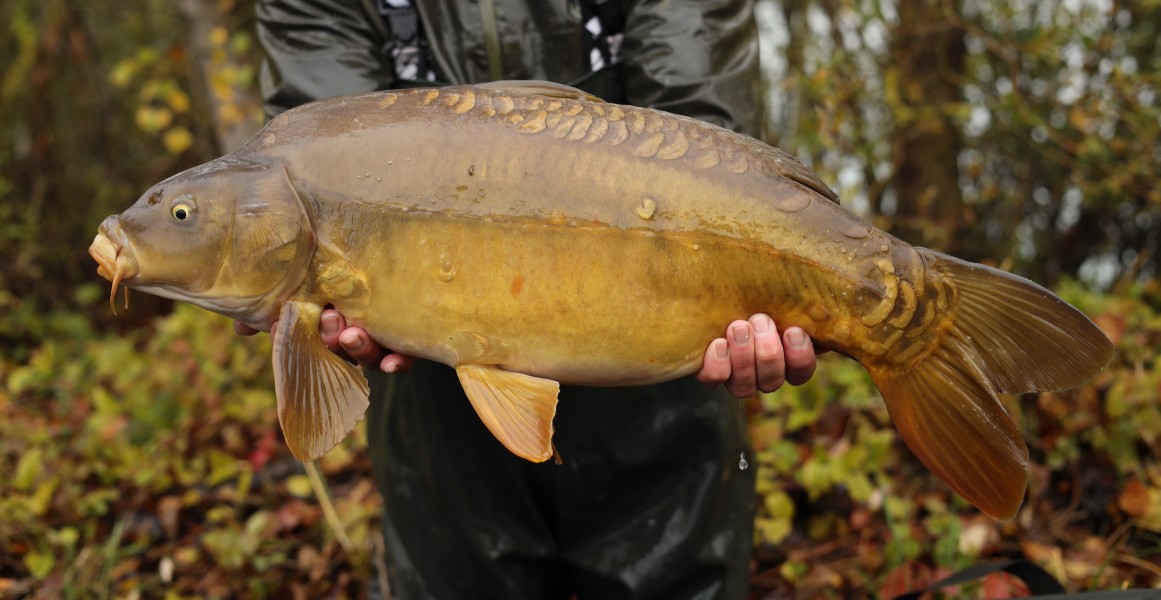 12lb 9oz