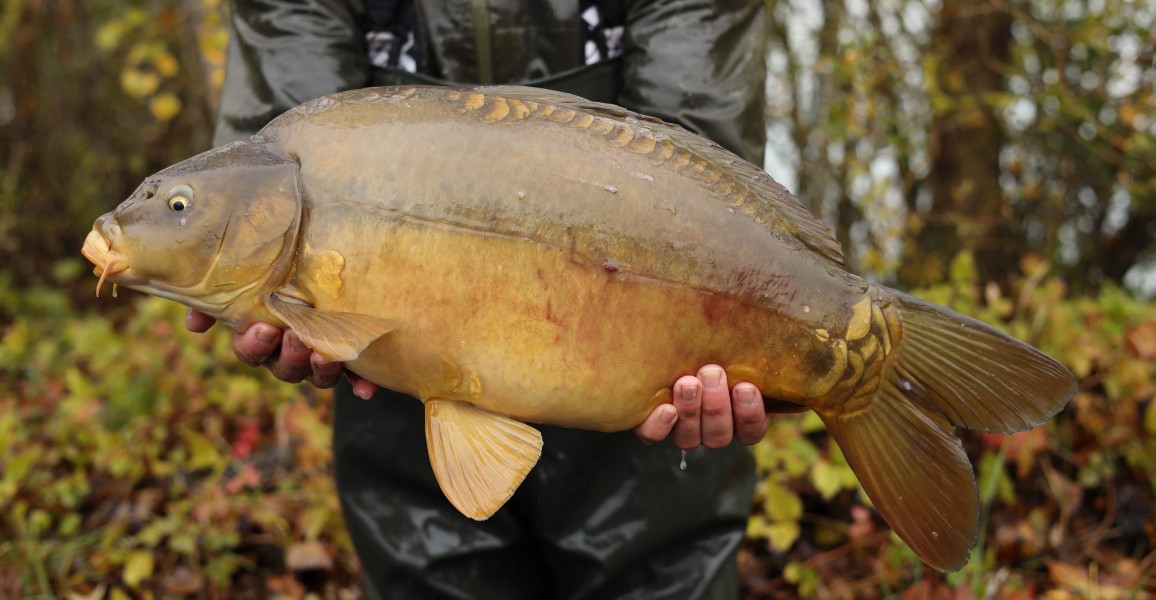 13lb 11oz