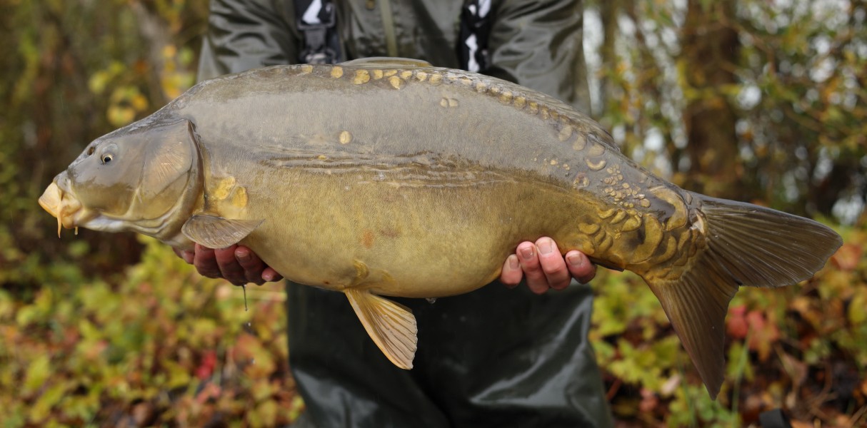 15lb 7oz