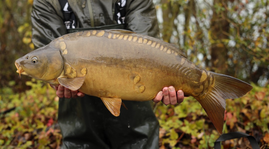 13lb 13oz