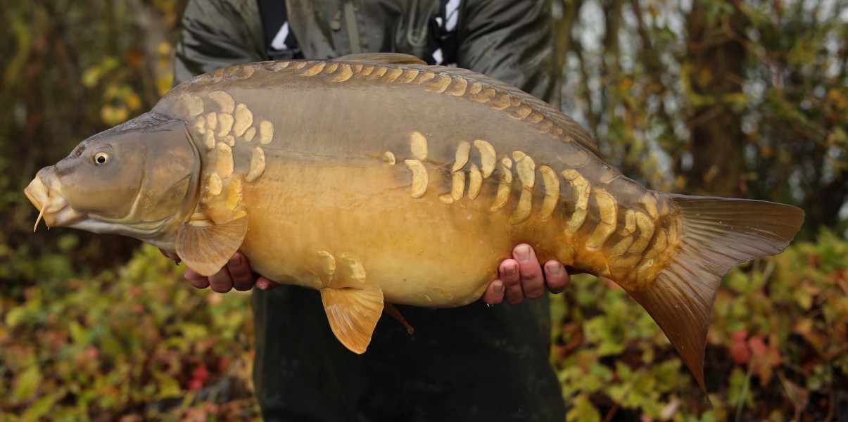 16lb 9oz