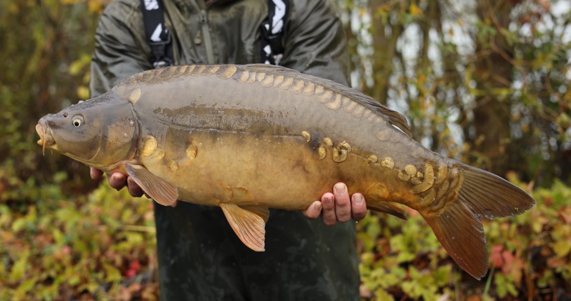 13lb 7oz