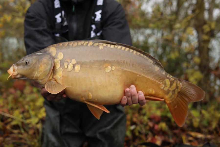 12lb 9oz