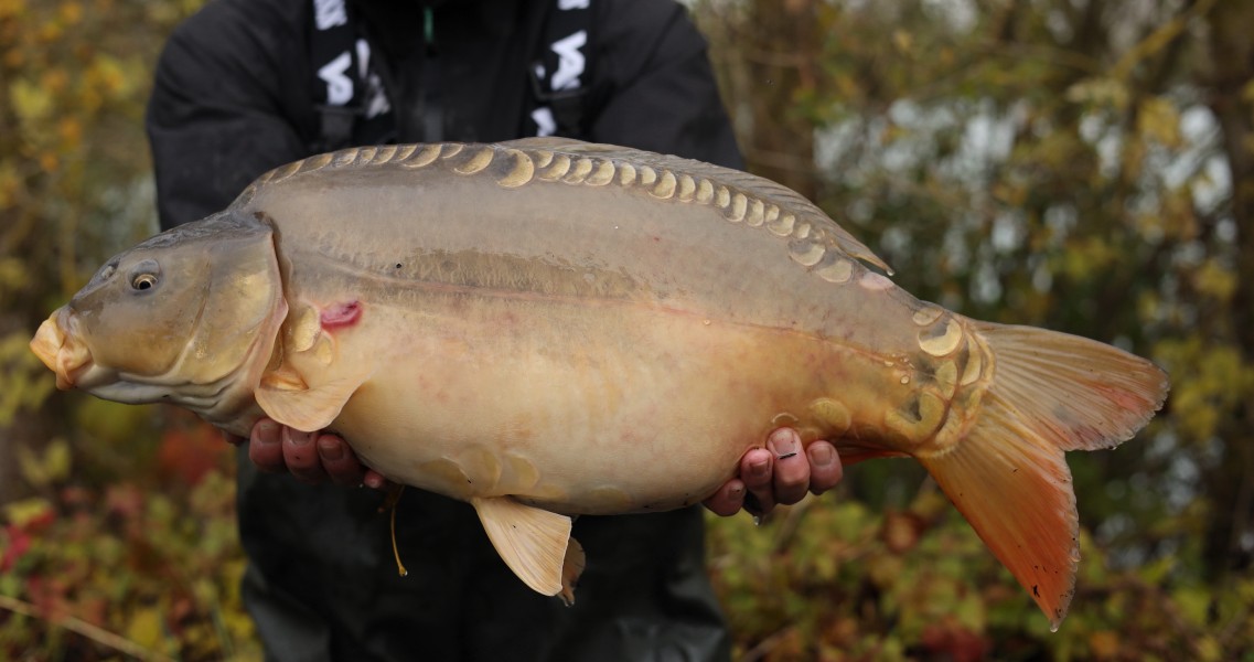 14lb 3oz