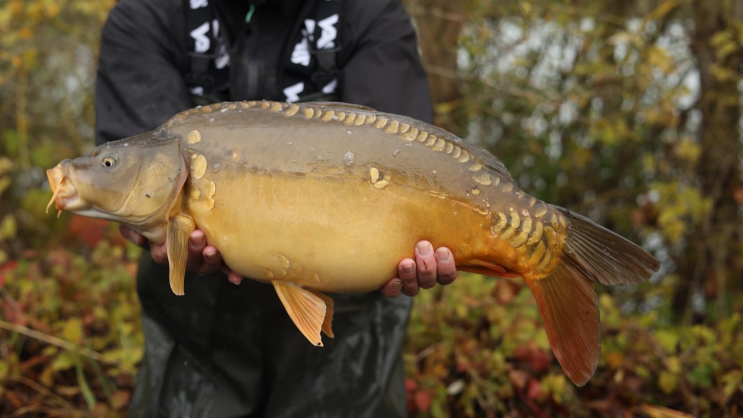 2023 12lb 7oz