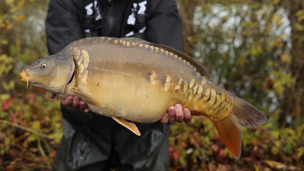 13lb 12oz