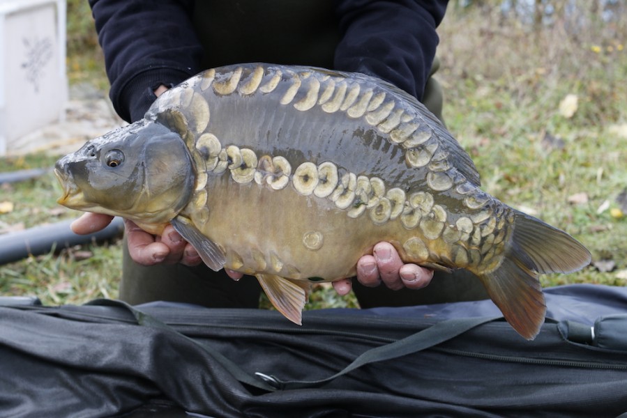 Fish 3 - Pearly Linear - 10lb 8oz - 52cm - November 2016