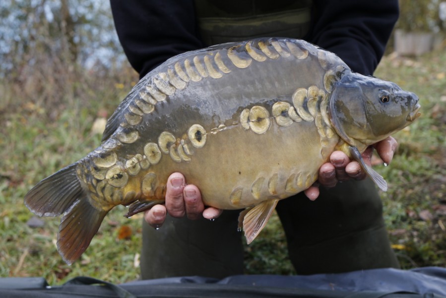 Fish 3 - Pearly Linear - 10lb 8oz - 52cm - November 2016