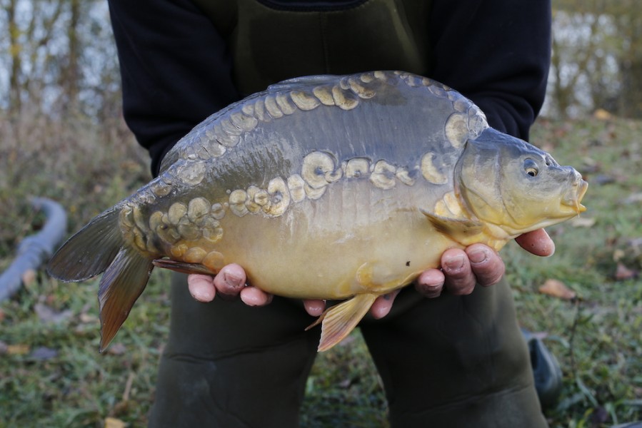 Fish 6 - The Simmo - 7lb 4oz - 45cm - November 2016