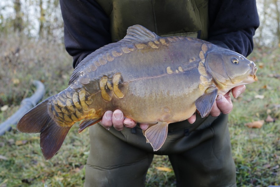 Fish 10 - Two Eyes - 8lb - 50cm - November 2016