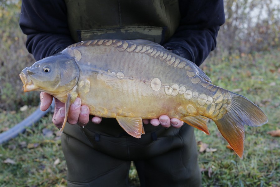 Fish 11 - 6lb 4oz - 52cm - November 2016