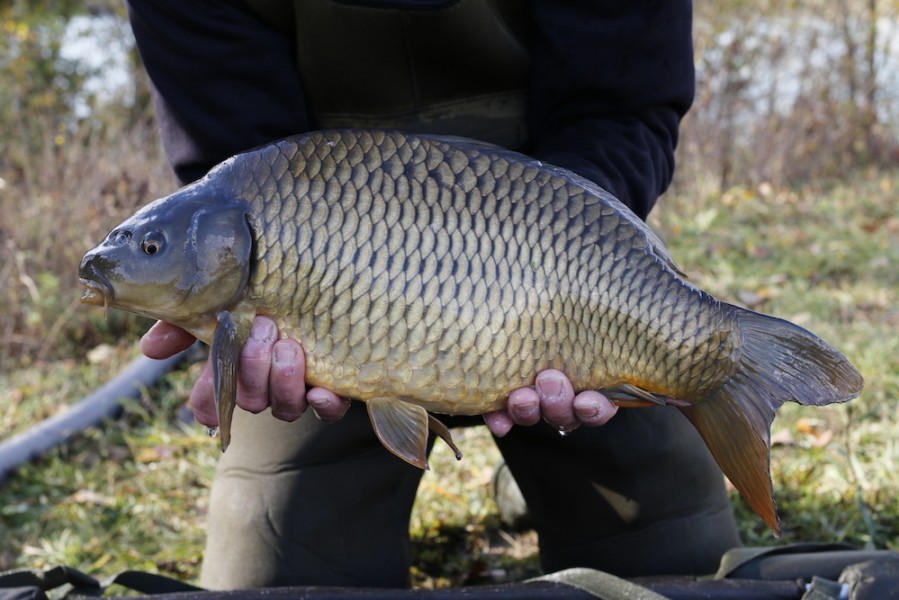 Fish 14 - 6lb 4oz - 50cm - November 2016