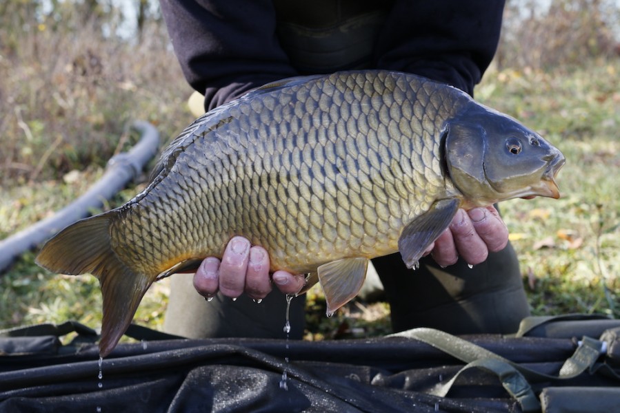 Fish 14 - 6lb 4oz - 50cm - November 2016