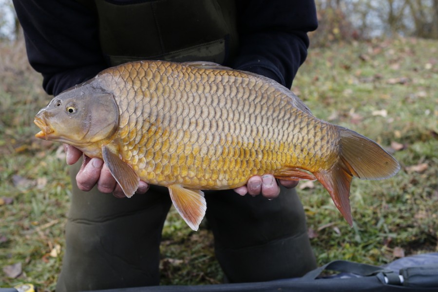 Fish 18 - 6lb 12oz - 52cm - November 2016