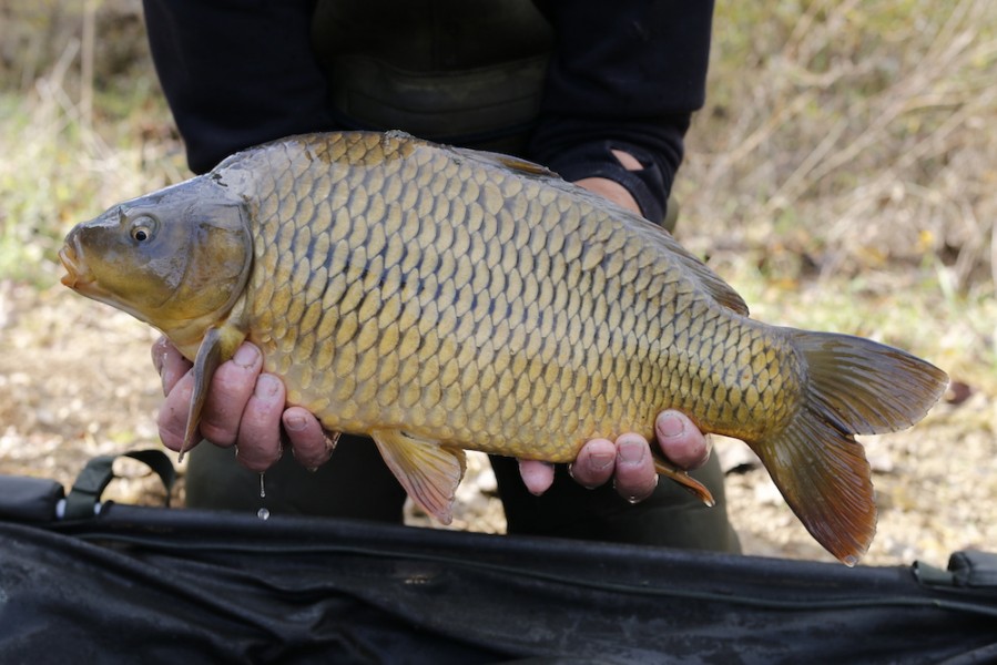 Fish 29 - 6lb 4oz - 50cm - November 2016