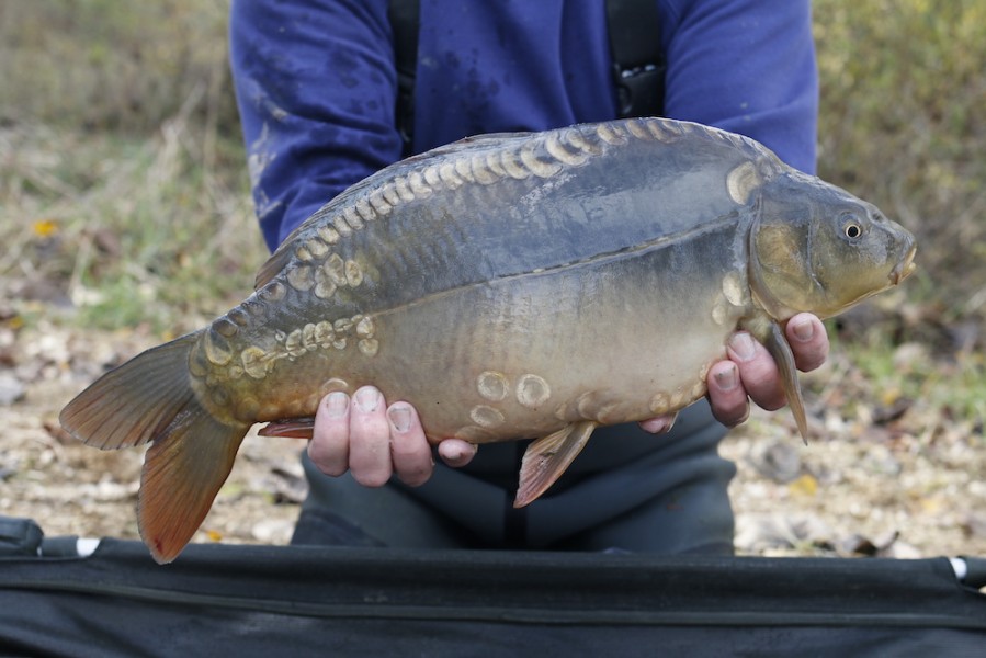 Fish 33 - 6lb - 47cm - November 2016