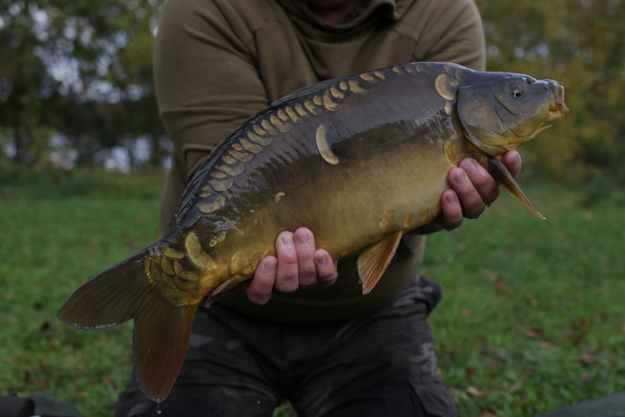 Fish 42 - 8lb - October 2017