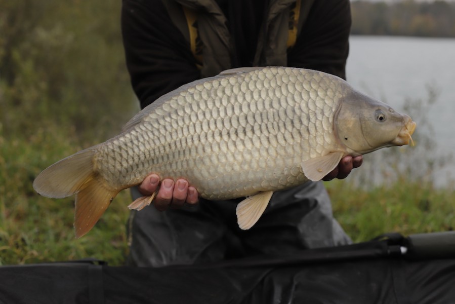 Fish 56 - 7lb 8oz - October 2017