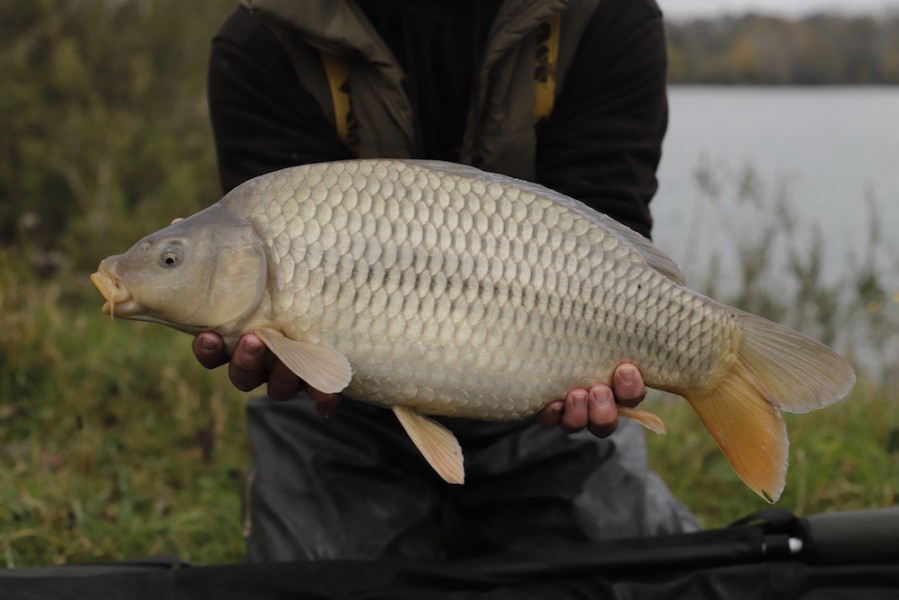 Fish 56 - 7lb 8oz - October 2017