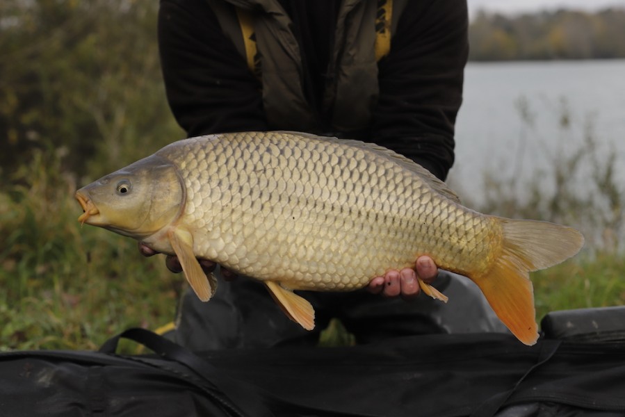 Fish 57 - 7lb 8oz - October 2017