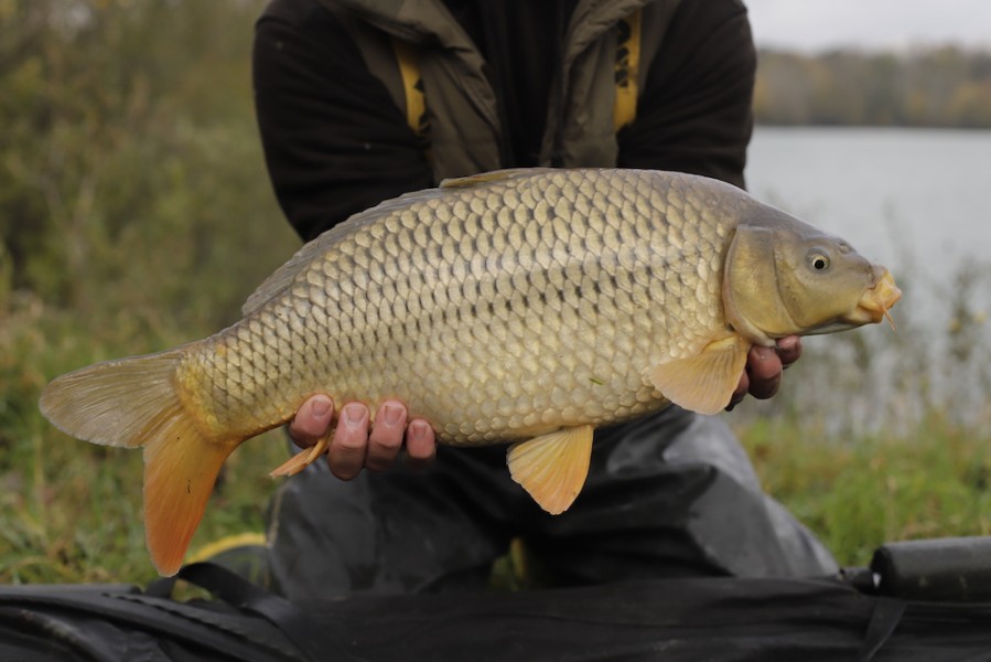 Fish 57 - 7lb 8oz - October 2017