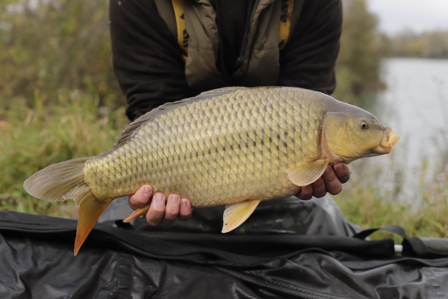 Fish 69 - 6lb 8oz - October 2017