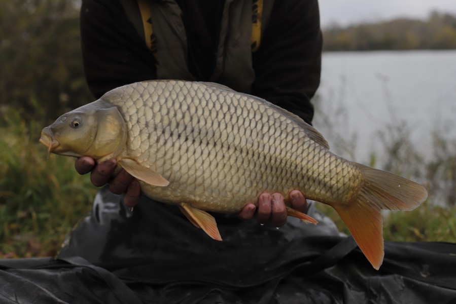 Fish 83 - 7lb - October 2017